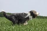BEARDED COLLIE 242